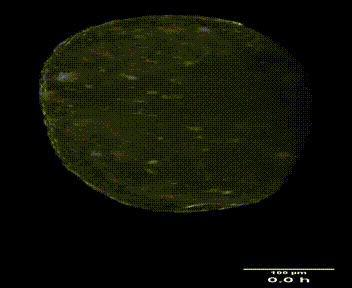 MAX_Tribolium_3-3